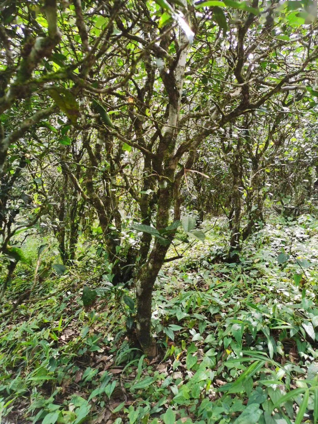 2021年昔歸古樹秋茶價格多少錢？