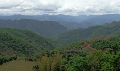 2021那罕古樹秋茶特點？