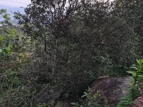 2021年那罕古樹秋茶價格是多少？