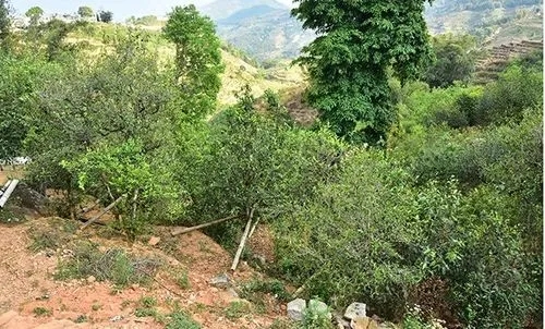 2021那罕古樹秋茶為何被稱為小昔歸？