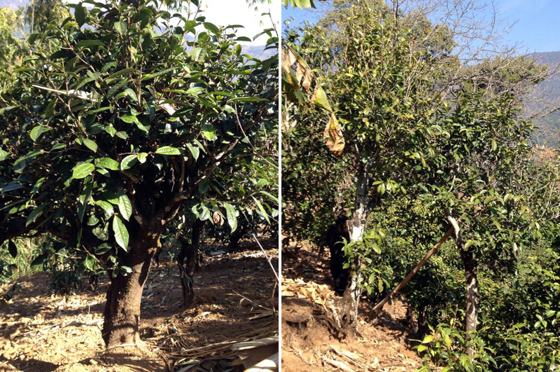 2021年忙肺古樹秋茶特點是什么？