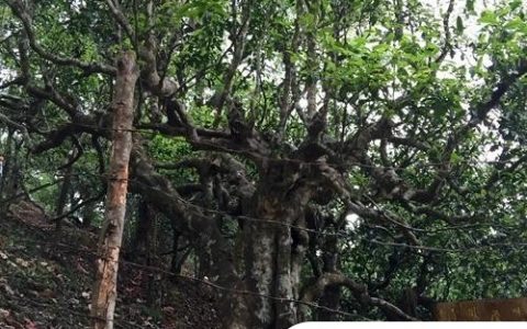 2021年忙肺古樹秋茶臨滄四大名茶之一！