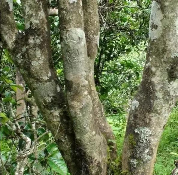 2021年忙肺古樹(shù)秋茶多少一公斤？