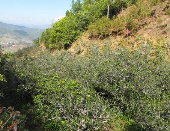 2021年梅子箐古樹秋茶特點是什么？