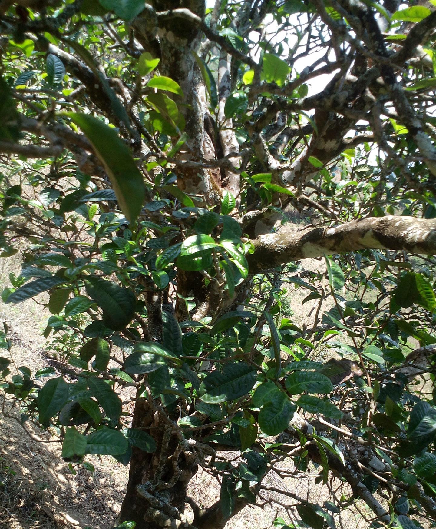 2021年巖子頭古樹秋茶特點(diǎn)？