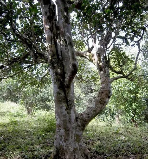 2021年巖子頭古樹秋茶，亂石出好茶！