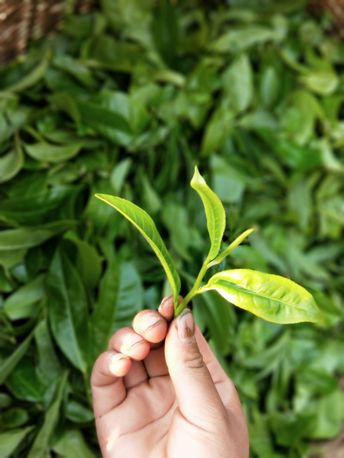 2021年馬鞍山古樹秋茶特點(diǎn)是什么？