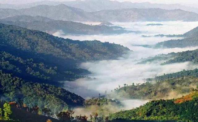 2021白鶯山古樹秋茶特點(diǎn)？