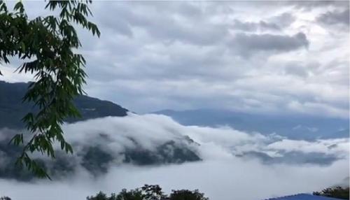 2021年白鶯山古樹秋茶多少錢一公斤？