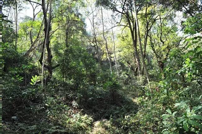 2021年老班章古樹秋茶特點？