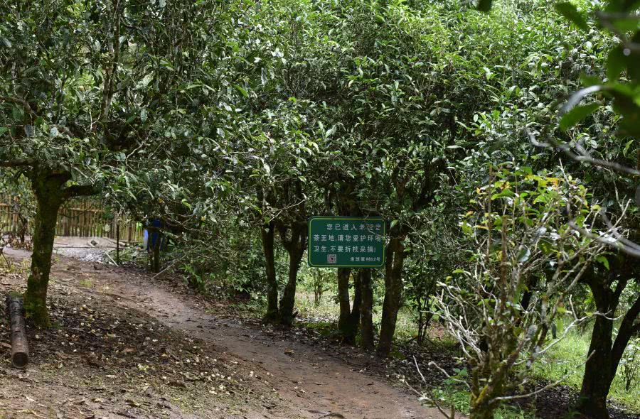 2021年老班章古樹秋茶價格？