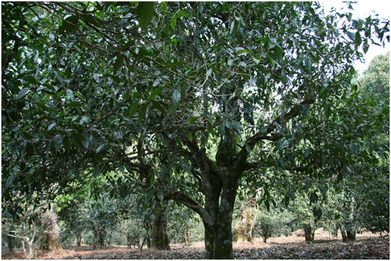 2021年老班章古樹秋茶多少錢一公斤？