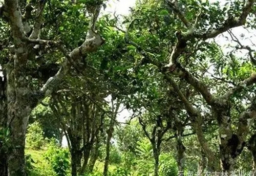 2021年新班章古樹秋茶特點(diǎn)？