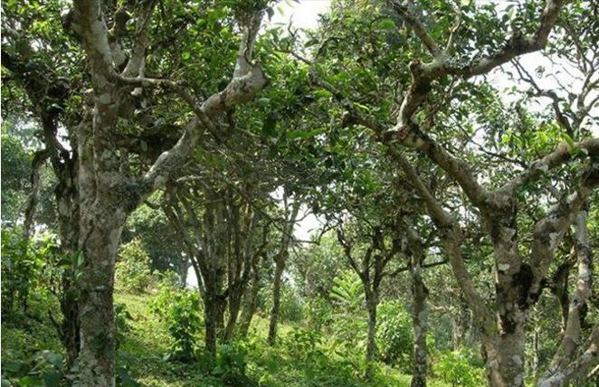 2021年新班章古樹秋茶多少錢一公斤？