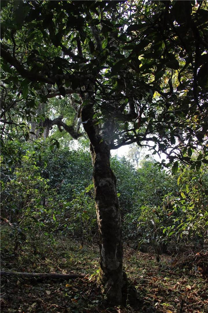 2021年老曼峨古樹秋茶口感是什么？