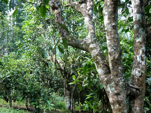 2021老曼峨古樹秋茶多少錢一公斤？