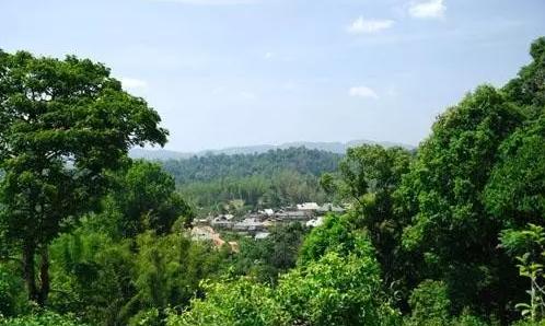 2021年老曼峨古樹秋茶口感最霸氣的山頭！