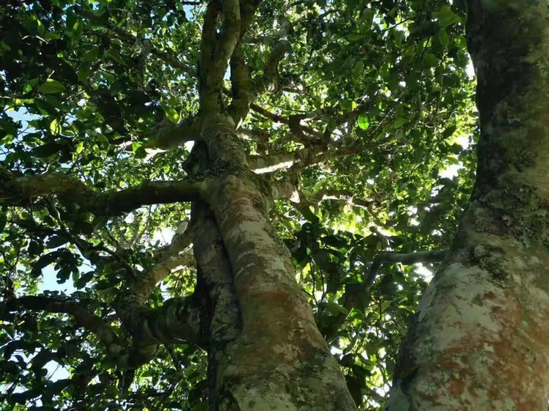 2021年班章茶區(qū)壩卡囡古樹秋茶特點(diǎn)？