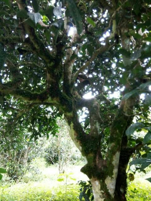 2021年班章茶區(qū)壩卡囡古樹秋茶多少錢一公斤？