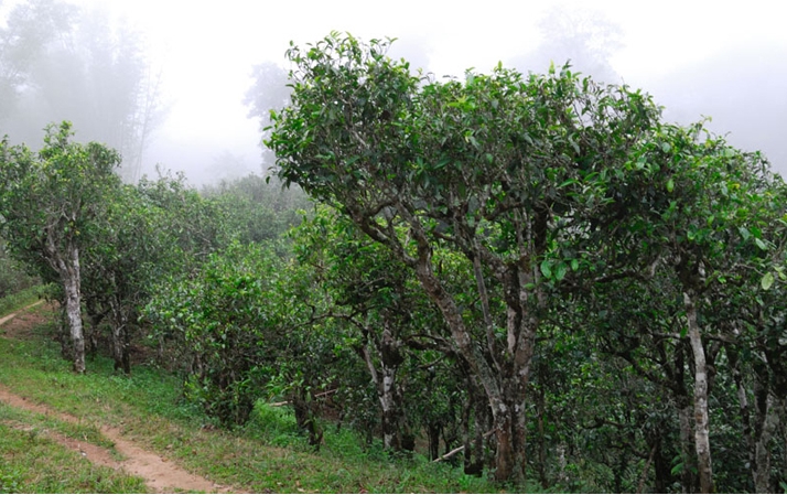 2021年班章茶區(qū)壩卡囡秋茶布朗茶系中的甜茶類！