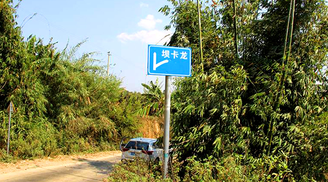 2021班章茶區(qū)壩卡竜古樹秋茶特點(diǎn)！