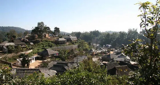 2021年班章茶區(qū)壩卡竜古樹秋茶多少錢一公斤？