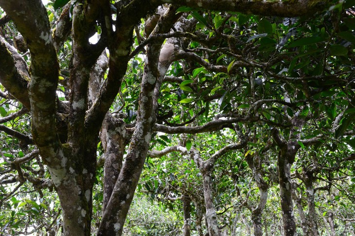2021年布朗山班盆古樹秋茶價(jià)格？