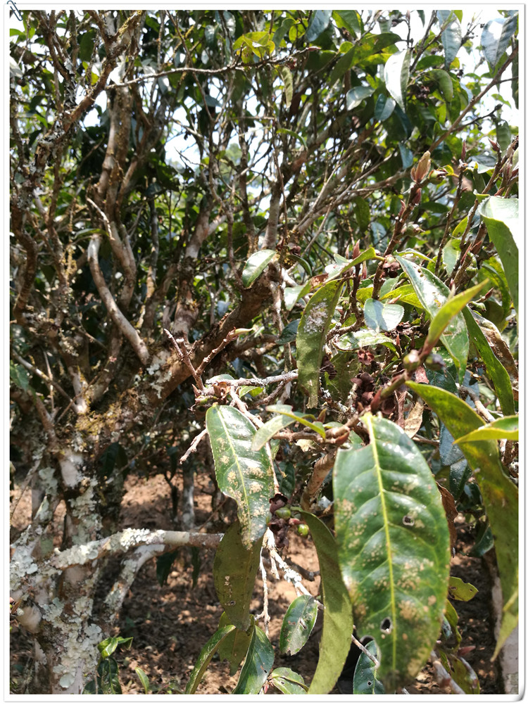 2021年布朗山班盆古樹秋茶多少錢一公斤？