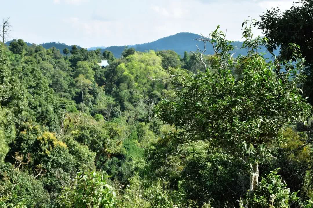 2021年賀開古樹秋茶品鑒實(shí)錄！