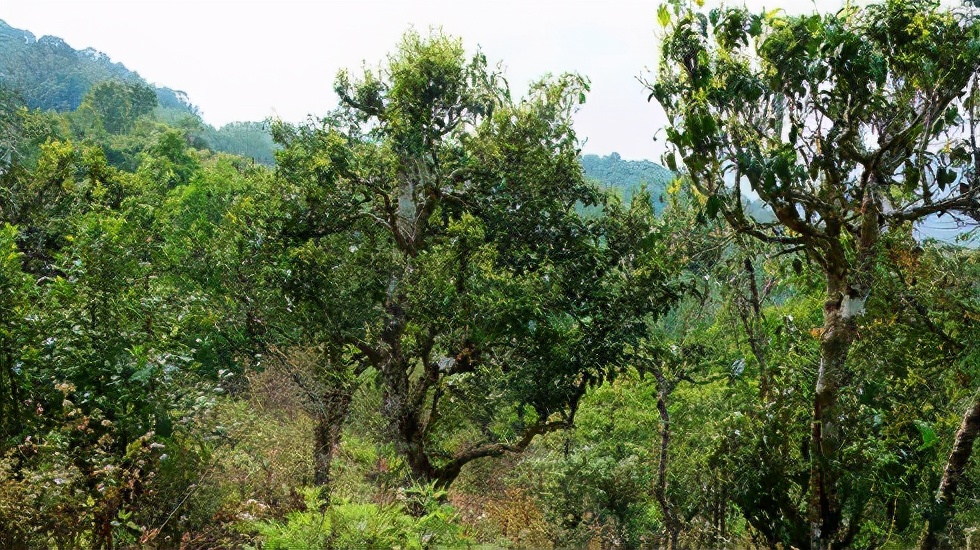 2021賀開古樹秋茶價(jià)格是多少？