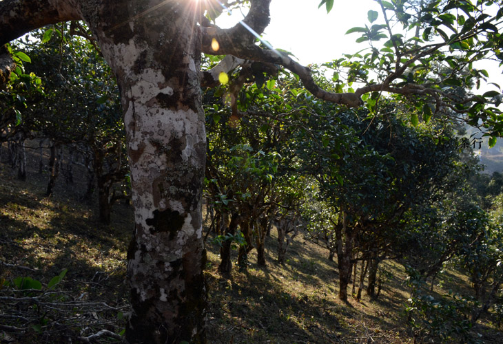 2021年班盆古樹秋茶特點(diǎn)？