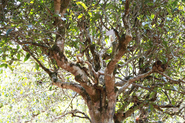 2021年班盆古樹秋茶口感？