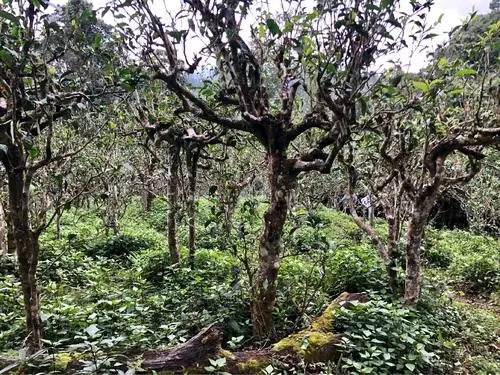 2021年班盆古樹秋茶多少錢一公斤？