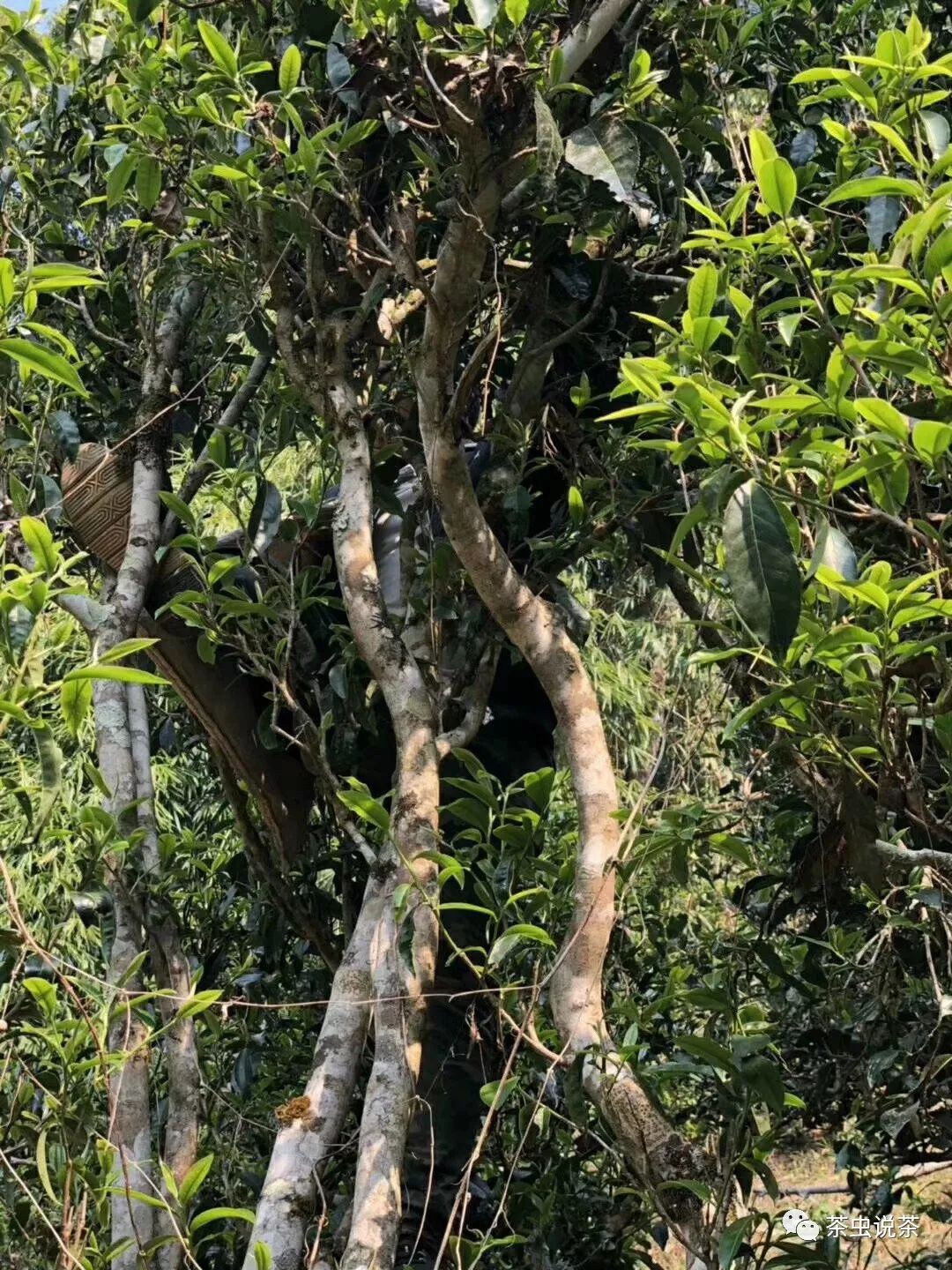 2021年廣別老寨古樹秋茶價(jià)格？