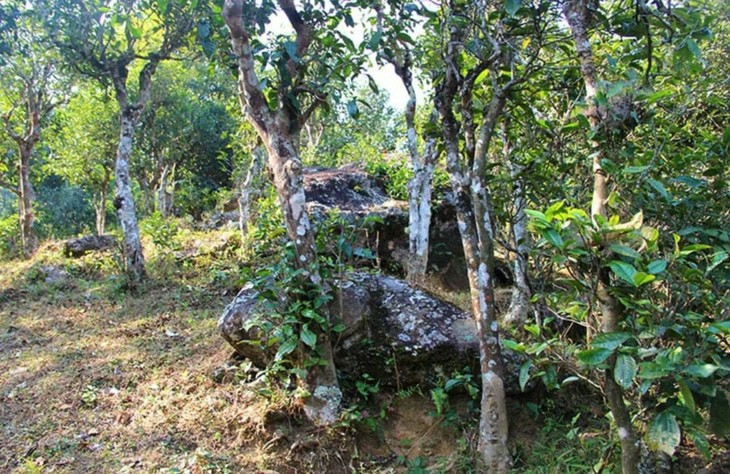 2021年勐宋那卡古樹秋茶特點(diǎn)？