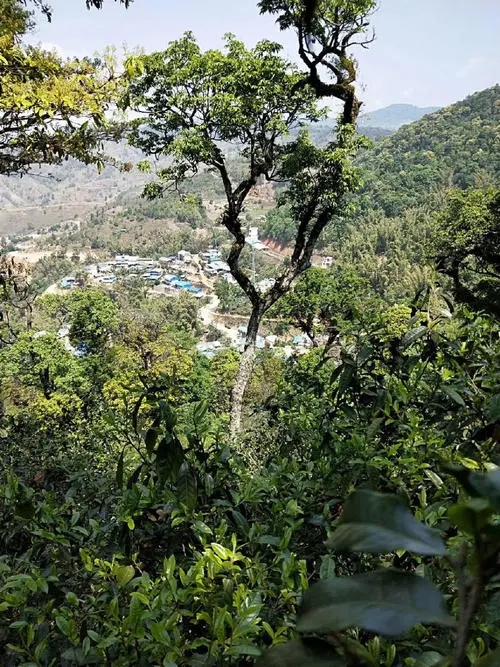 2021年勐宋那卡古樹秋茶價(jià)格？