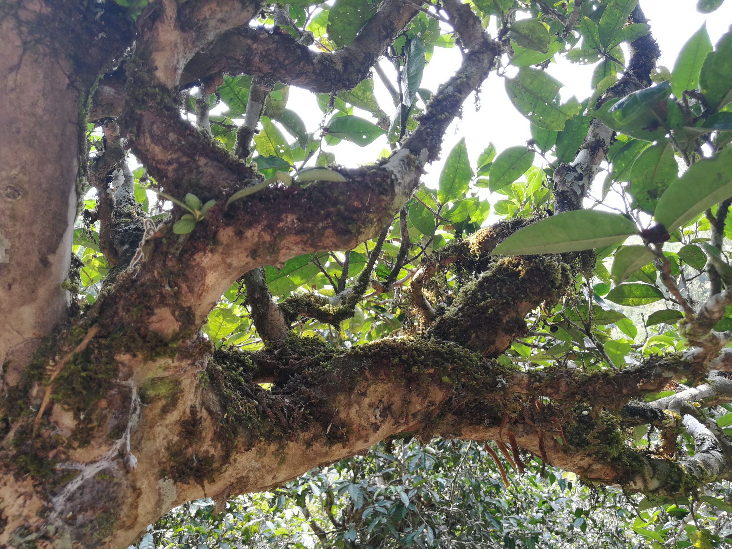 2021年勐宋那卡古樹秋茶多少錢一公斤？