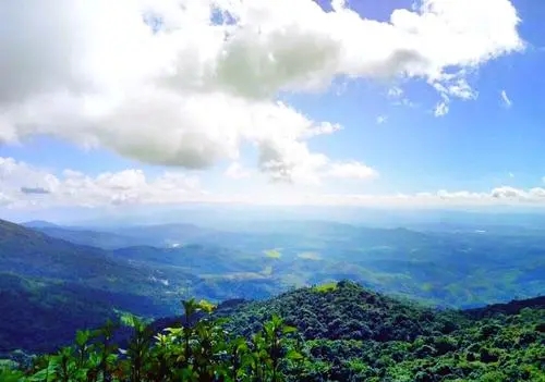 2021年滑竹梁子古樹秋茶特點？