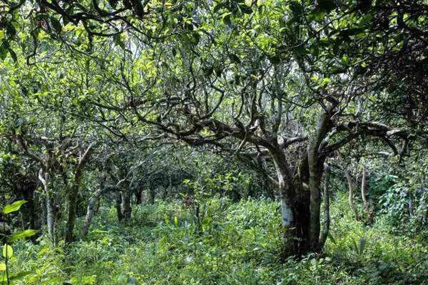 2021年滑竹梁子古樹秋茶口感？