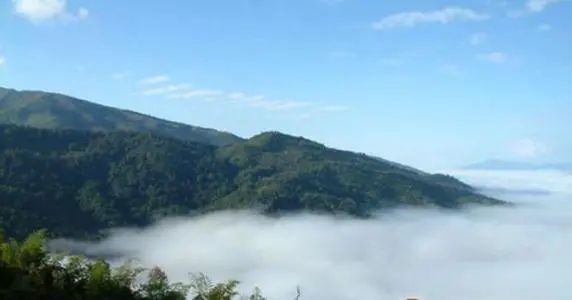 2021年滑竹梁子古樹品鑒實錄？