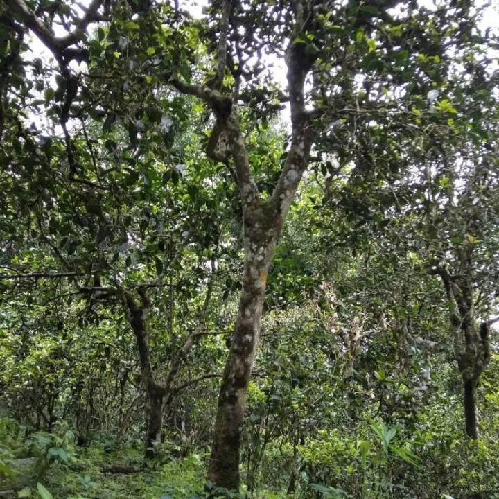 2021年巴達山章朗古樹秋茶口感？