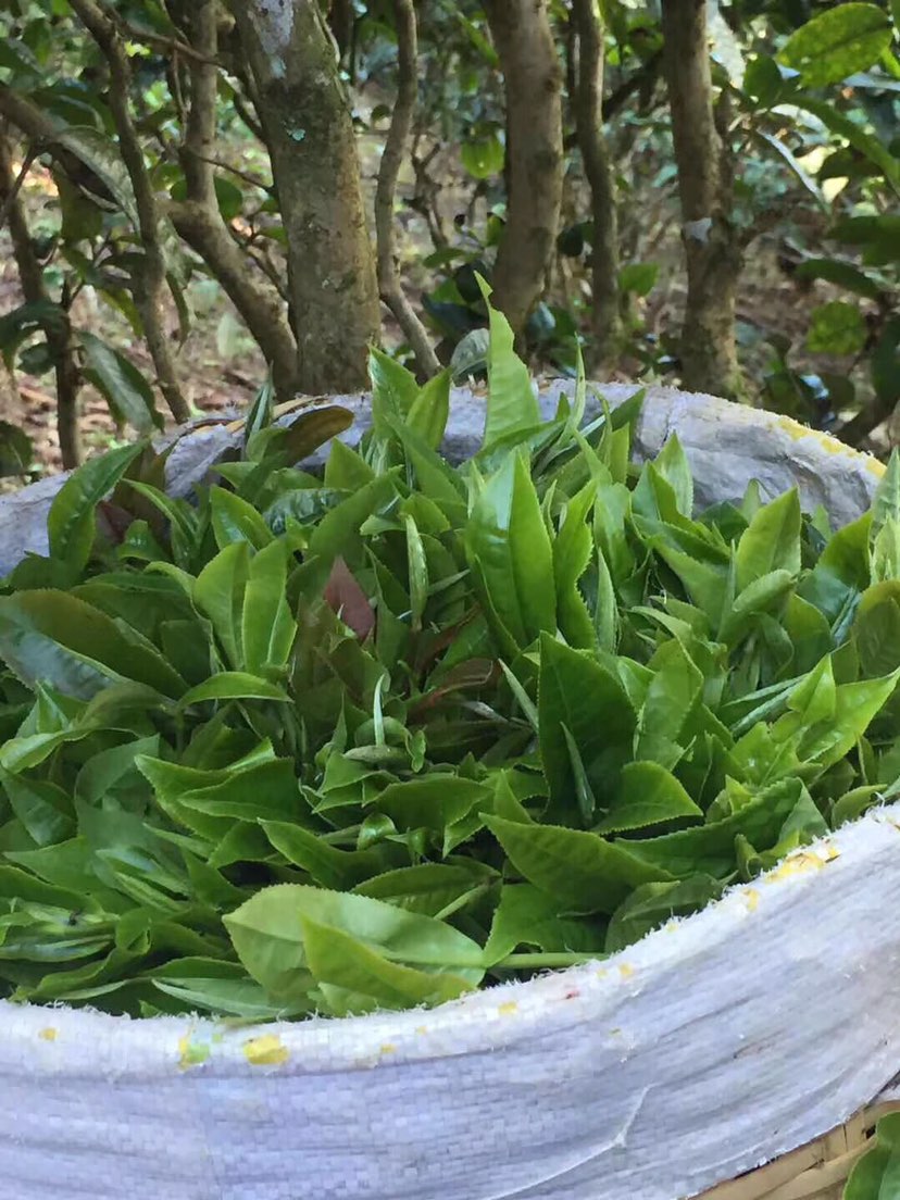 2021年巴達山章朗古樹秋茶多少錢一公斤？