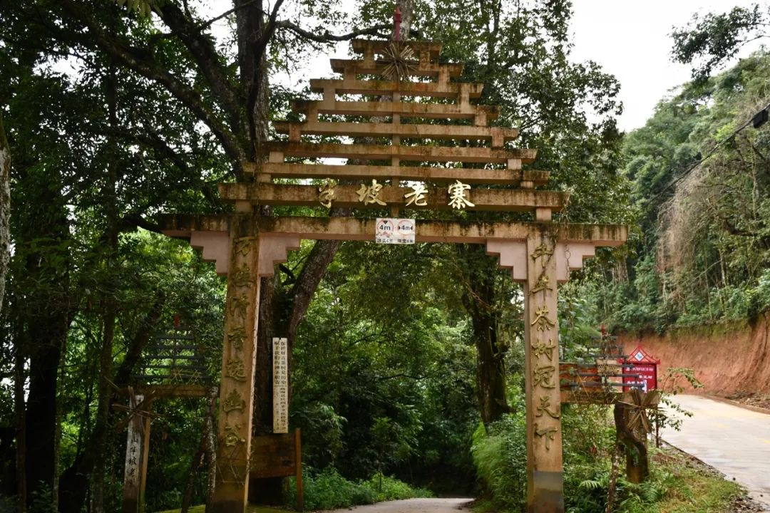 2021年南糯山半坡老寨古樹(shù)秋茶特點(diǎn)？