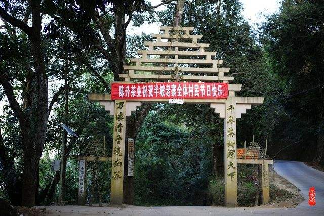 2021年南糯山半坡老寨古樹秋茶價格？