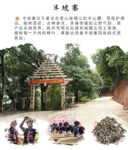 2021年南糯山半坡老寨古樹秋茶品鑒！