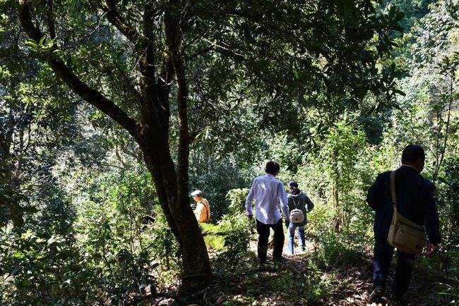 2021年南糯山拔瑪老寨古樹(shù)秋茶特點(diǎn)是什么？