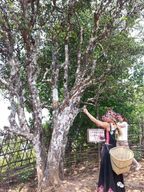 2021年帕沙古樹秋茶價格是多少？