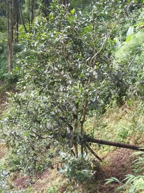 2022年須立貢茶古茶山詳解！