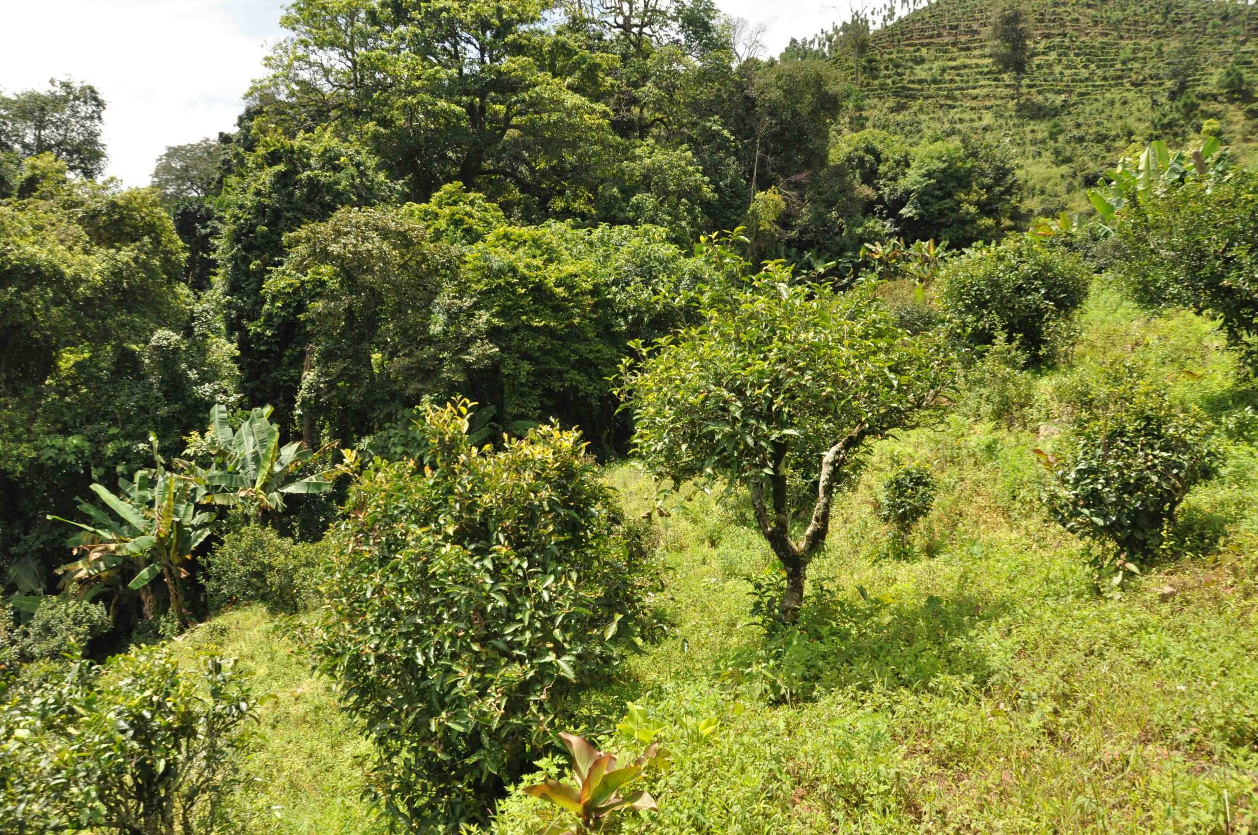 2022年迷倒皇帝的貢茶-迷帝古樹(shù)春茶特點(diǎn)？
