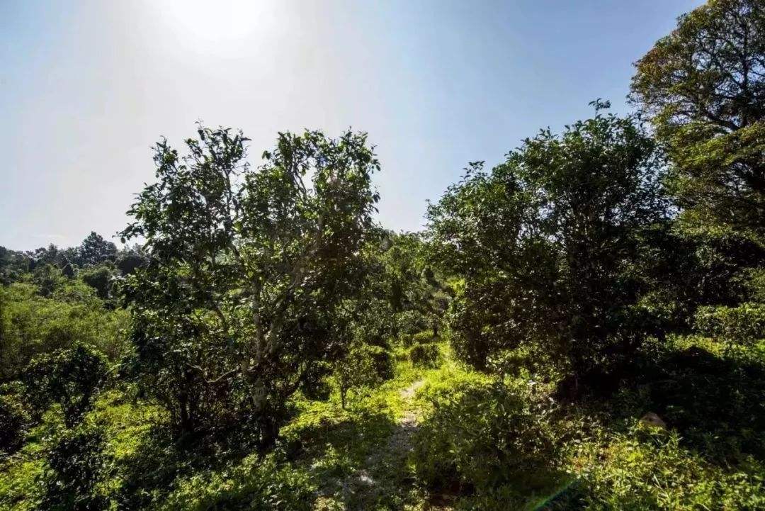 2022年迷帝古樹春茶多少錢一公斤？